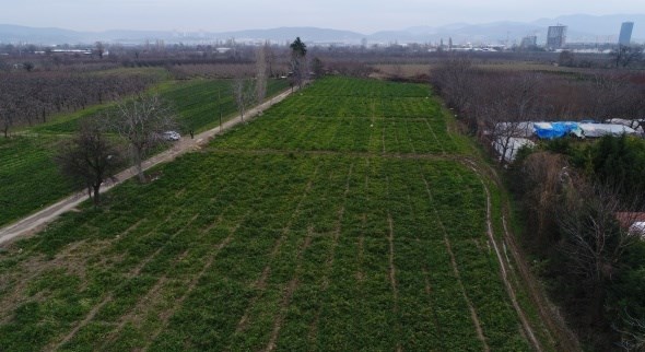 Pazarda 3 lira, tarlada 50 kuruş