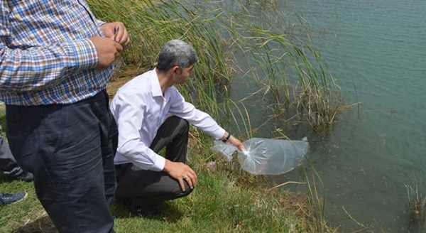 Sakaryabaşı’na 10 bin aynalı sazan yavrusu bırakıldı 