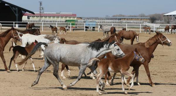 Şampiyon atlar Eskişehir'de de ailesini büyüttü!