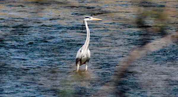 Sarıcakaya'da doğa canlanıyor
