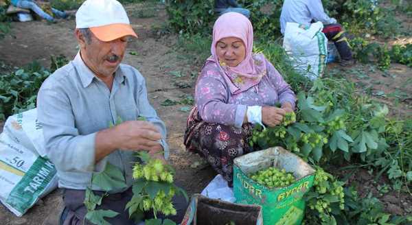 Şerbetçi otu yüzleri güldürüyor