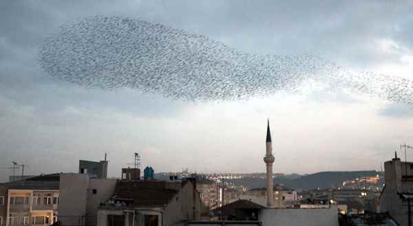 Sığırcıkların muhteşem dansı