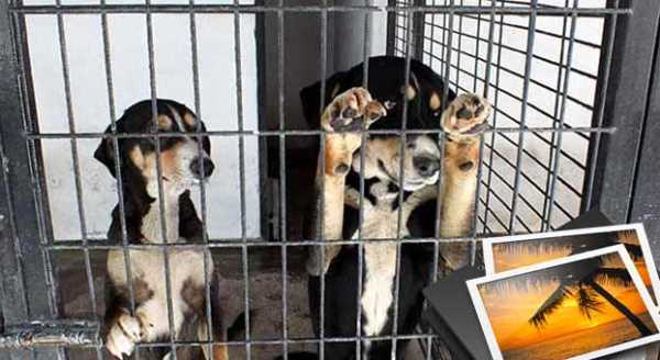 SOKAKLAR CİNS KÖPEKLERLE DOLU