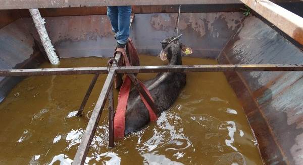 Su dolu siloya düşen dana böyle kurtarıldı