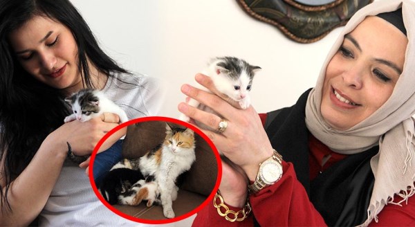 Süt annesi kedi hayrete düşürdü! 