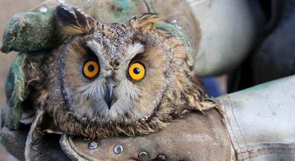 Tedavisi biten baykuş doğaya salındı