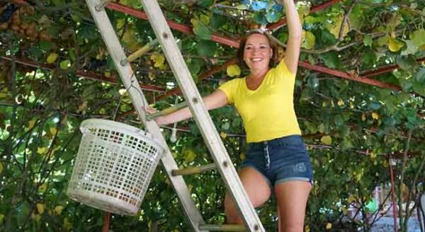 Turistlerin hasat keyfi!