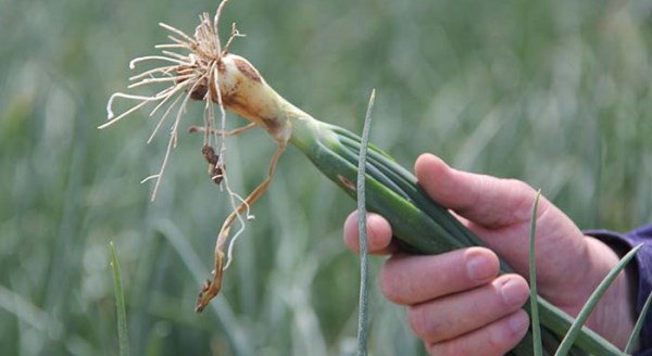 Üreticilerin sıkınıtısı aracılar