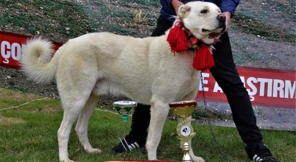 Üstün ırk 'akbaşlara' Amerikan kancası