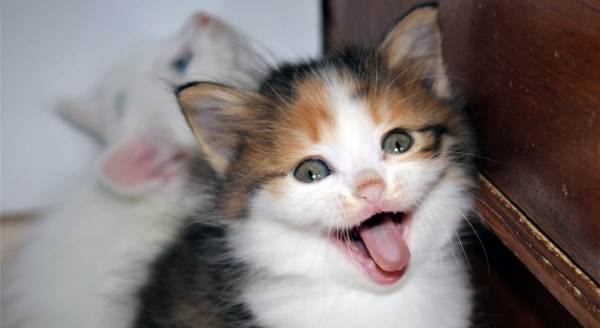 Van kedilerine renkli kardeş