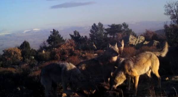 Yaban hayatı fotokapanlara yansıdı