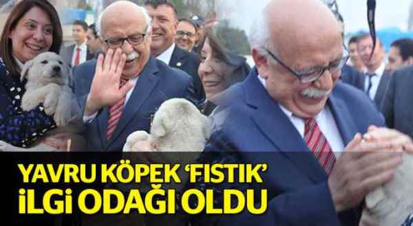 Yavru köpek 'Fıstık' ilgi odağı oldu