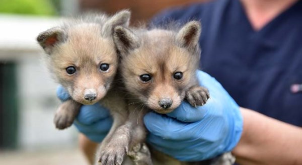 Yavru tilkilere özel ilgi