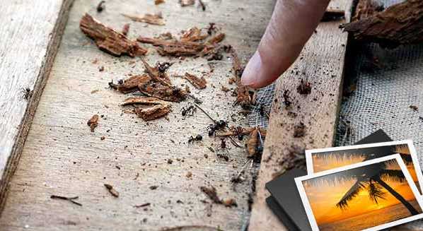 ZARARLI BÖCEKLERLE SAVAŞA GİDİYORLAR