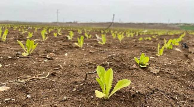 20 ile sevkiyatı yapılacak olan marullar yeşerdi