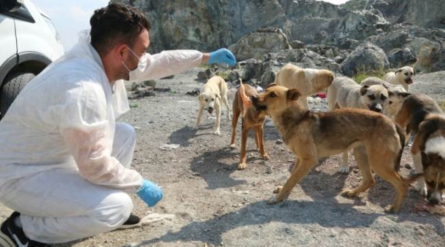 3,5 ton tavuk eti  sokak hayvanlarına dağıtıldı