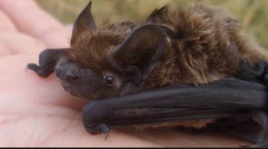 Akıl almaz görüntüler