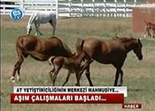 ŞAMPİYONLAR MAHMUDİYE'DEN ÇIKIYOR 
