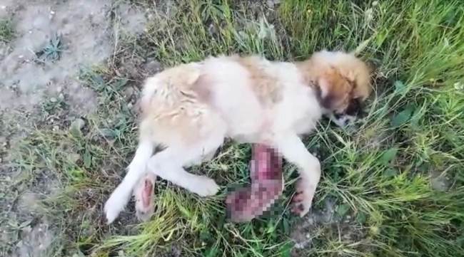 Bacağı parçalanan köpek tedavi altına alındı