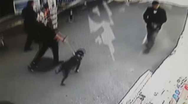 Bacağını parçaladı, pitbul dehşeti kamerada