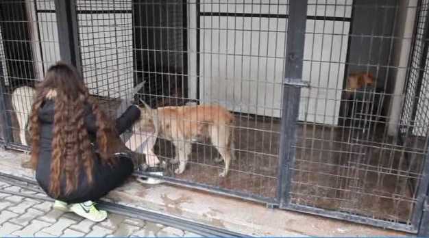 Başıboş hayvanlar kısırlaştırılıyor