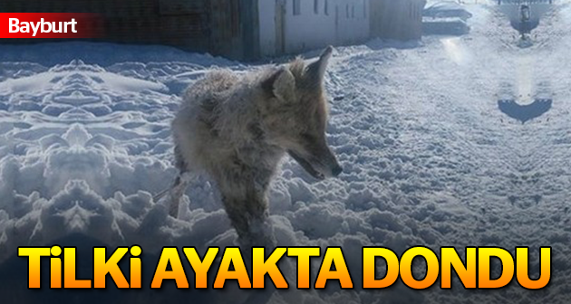 Bayburt'ta bir tilki ayakta dondu!