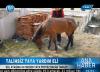 TALİHSİZ TAYA YARDIM ELİ 