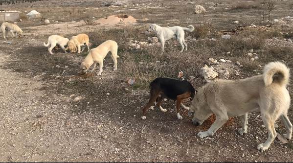 Beslerken aman dikkat!