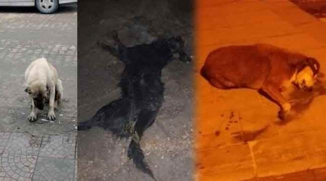 BU GÖRÜNTÜLERE YÜREK DAYANMAZ