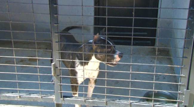 Bu hayvanlar yakalandıklarında ömür boyu barınakta kalıyor