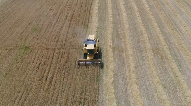 Buğday ve Arpa verimi yarı yarıya düştü