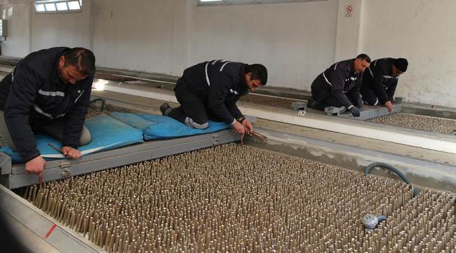 Büyükşehir'den egeli ve akdenizli üreticilere dut fidanı desteği