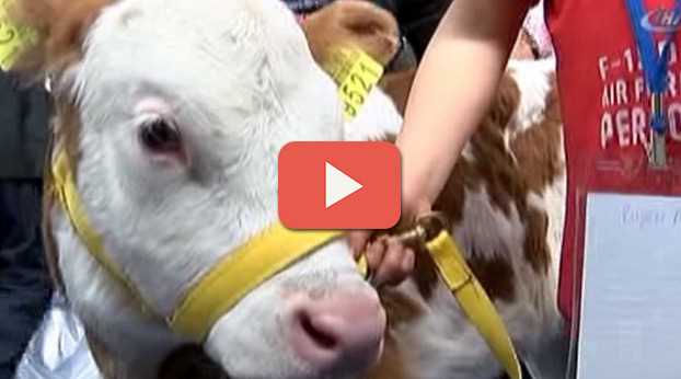 BUZAĞILARIN GÜZELLİK YARIŞMASI