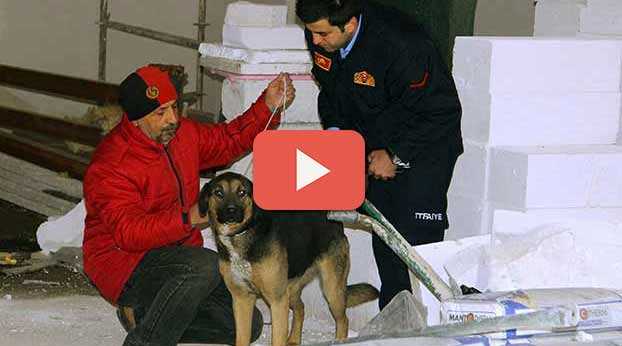 ÇARESİZ KÖPEKLERİ İTFAİYE KURTARDI