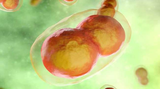 Corona Virüsün 3 boyutlu görüntüsü