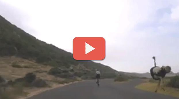 DEVEKUŞU BİSİKLETLE YARIŞIYOR