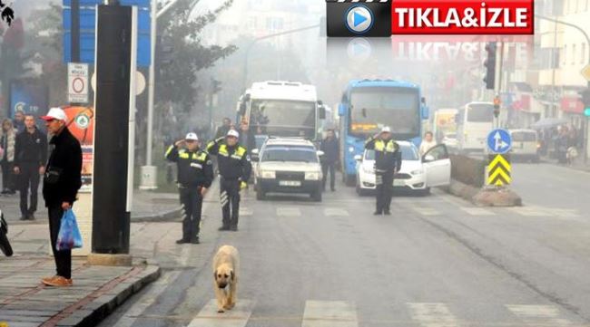 Edirne'de sokak köpeği 09 05'de saygı duruşunda durdu
