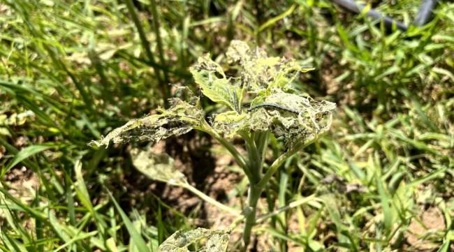 Eskişehir’de ‘Çayır Tırtılı’ ile mücadele başlatıldı