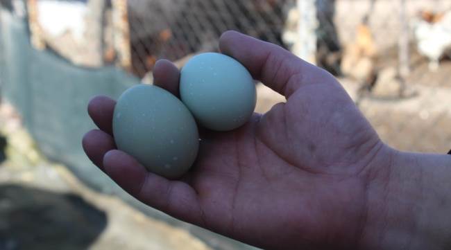 Eskişehir'de "Ejderha yumurtası"