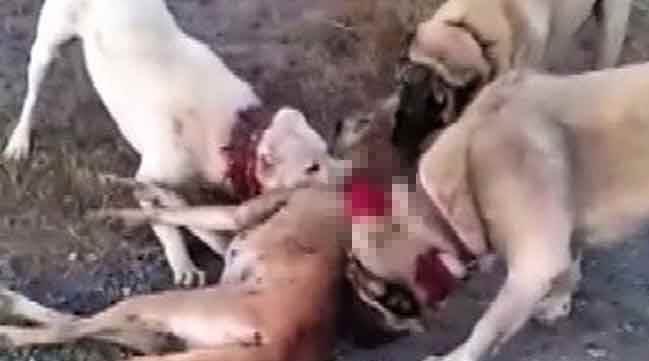 Eskişehir'de, koyun sürüsüne saldıran kurt...