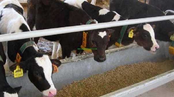 Eskişehir'de 145 bin kurbanlık var