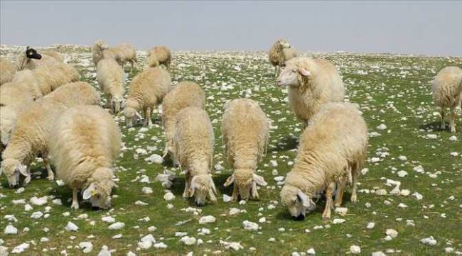 Eskişehir’de başvuru süresi uzatıldı