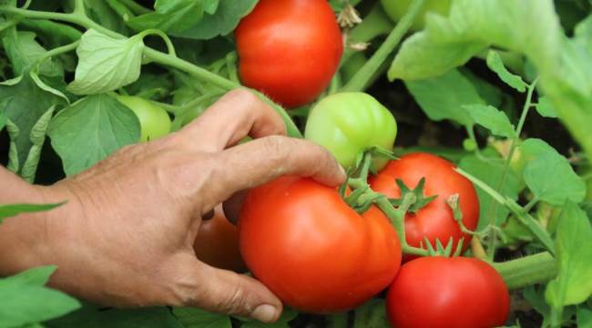 Eskişehir'de fiyat müjdesi