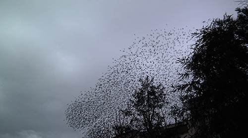 Eskişehir’de gökyüzünde müthiş koreografi