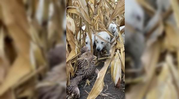 Eskişehir'de ilginç karşılaşma