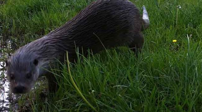 Eskişehir'de ilk kez görüntülendi