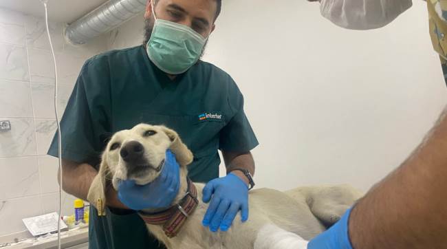 Eskişehir'de köpeklerden insanlara büyük ders!