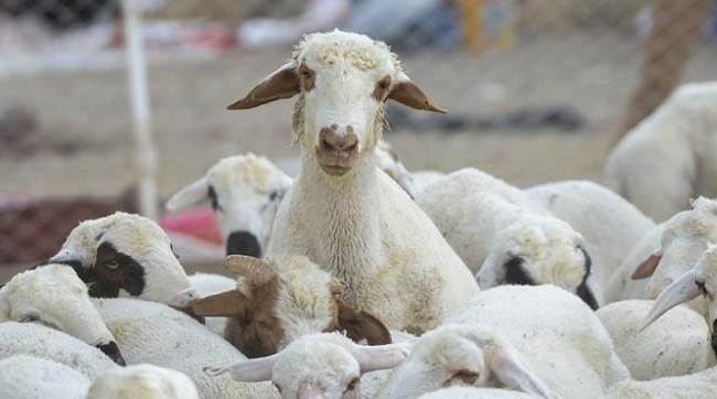 Eskişehir'de küçükbaş hayvancılıkta yeni dönem 