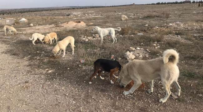 Eskişehir'de sahipsiz köpek endişesi