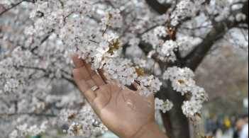 Eskişehir’de Seyrine Doyumsuz İlkbahar Çiçekleri